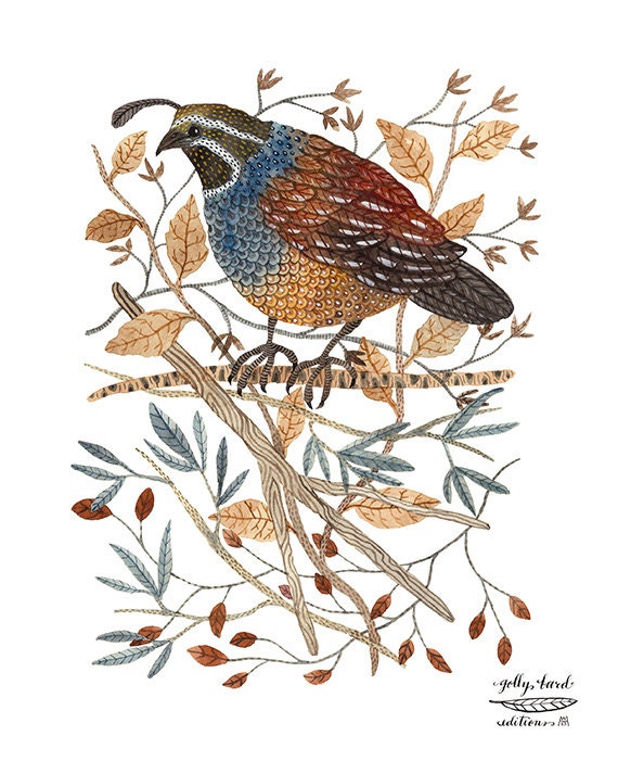 quail bird art print by golly bard by GollyBard on Etsy