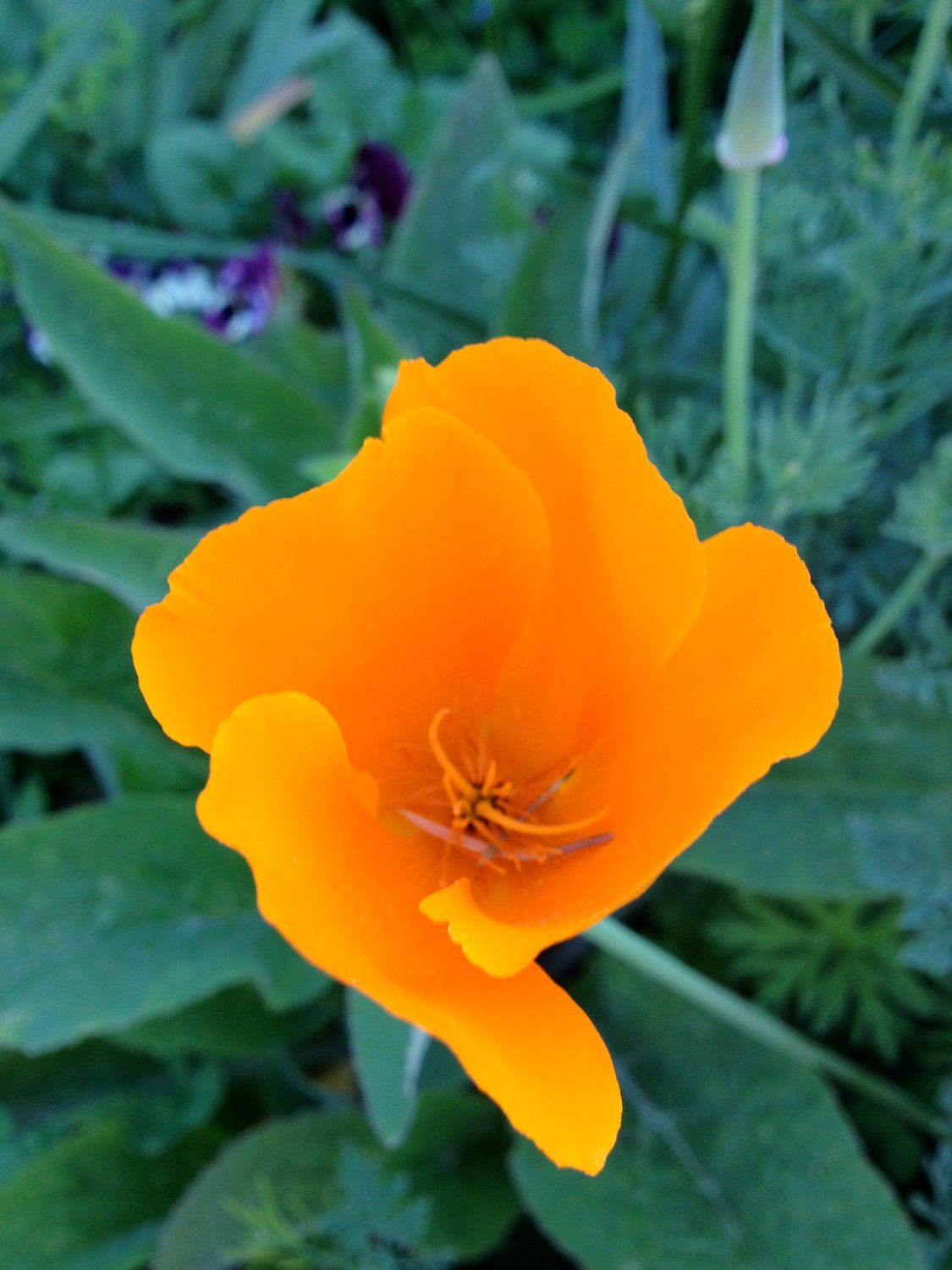 BULK SEEDS California Poppy Seeds Eschscholzia californica BULK SEEDS California Poppy Seeds Eschscholzia californica