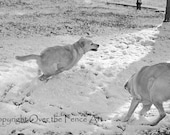 Labradors Card Handmade  Pet Photography Two Happy  Yellow Labradors Play in the Snow
