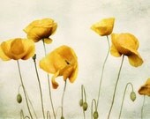 Yellow Poppy Art, Yellow Poppies Photography, Picture of Yellow Flowers, Olive Green, Mustard Wall Art, Modern Floral Decor 8x10 11x14 Print Yellow Poppy Art, Yellow Poppies Photography, Picture of Yellow Flowers, Olive Green, Mustard Wall Art, Modern Floral Decor 8x10 11x14 Print