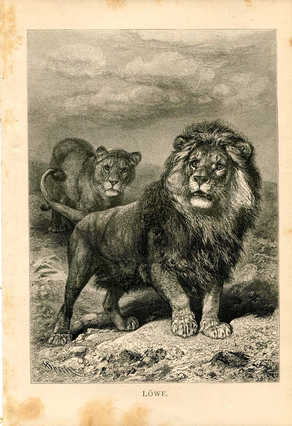 Antique Print of Lions Panthera Leo Engraving by CarambasVintage