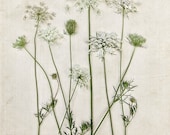 Botanical Print Queen Annes Lace Minimal Minimalist Field Flowers Vintage Feel Flora White Mint Green Creme, Fine Art Print
