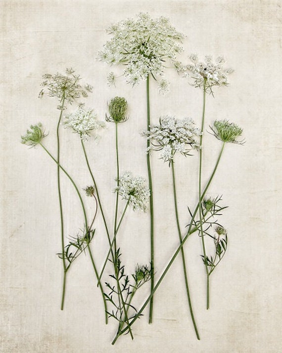 Download Botanical Print Queen Annes Lace Minimal Minimalist Field