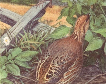 Items similar to Quail House / Game Bird Recall Pen Plans - Digital