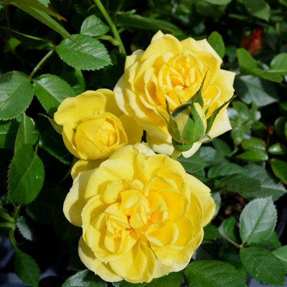 yellow sunblaze rose