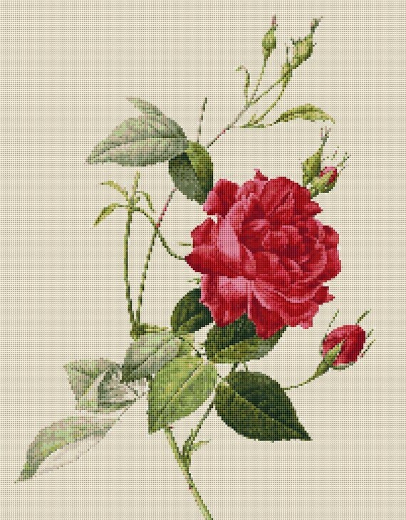 Flower Counted Cross Stitch Pattern Rose by Pierre Joseph