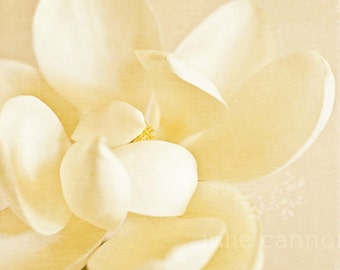 White and cream magnolia - Fine art photography print