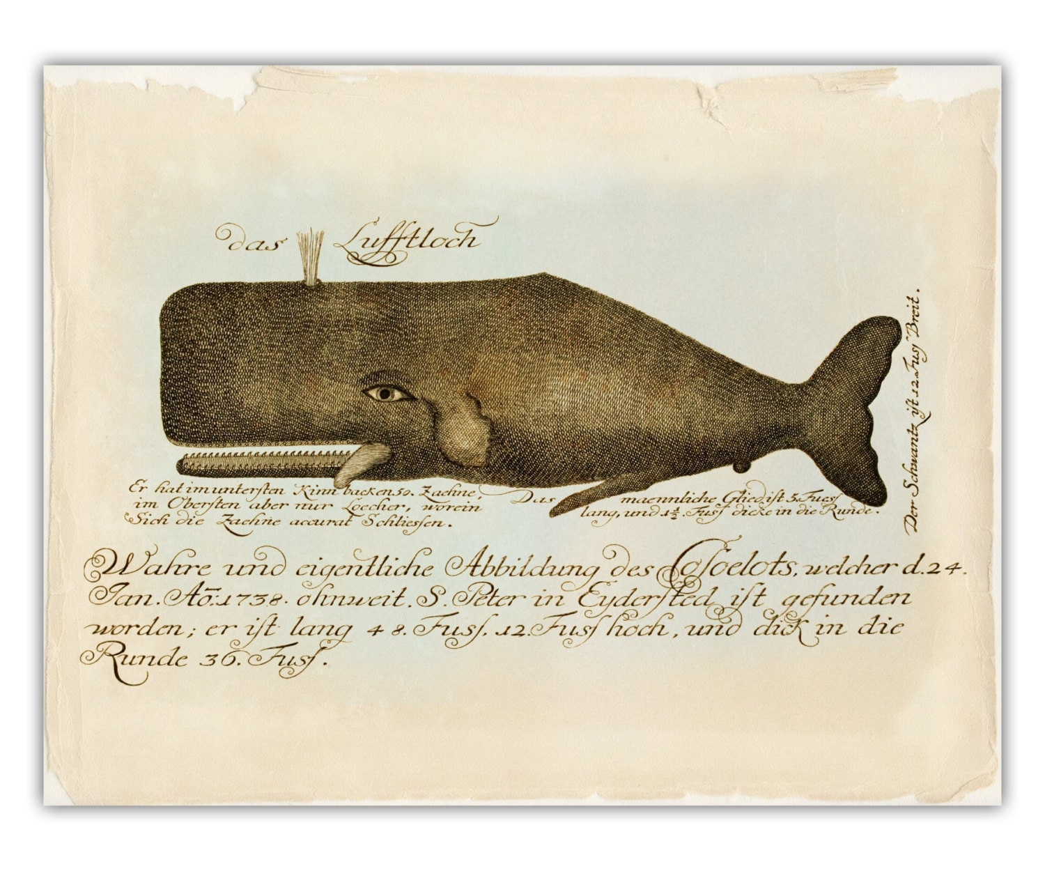 Whale Art Print Whale Poster Vintage Whale Nautical Decor