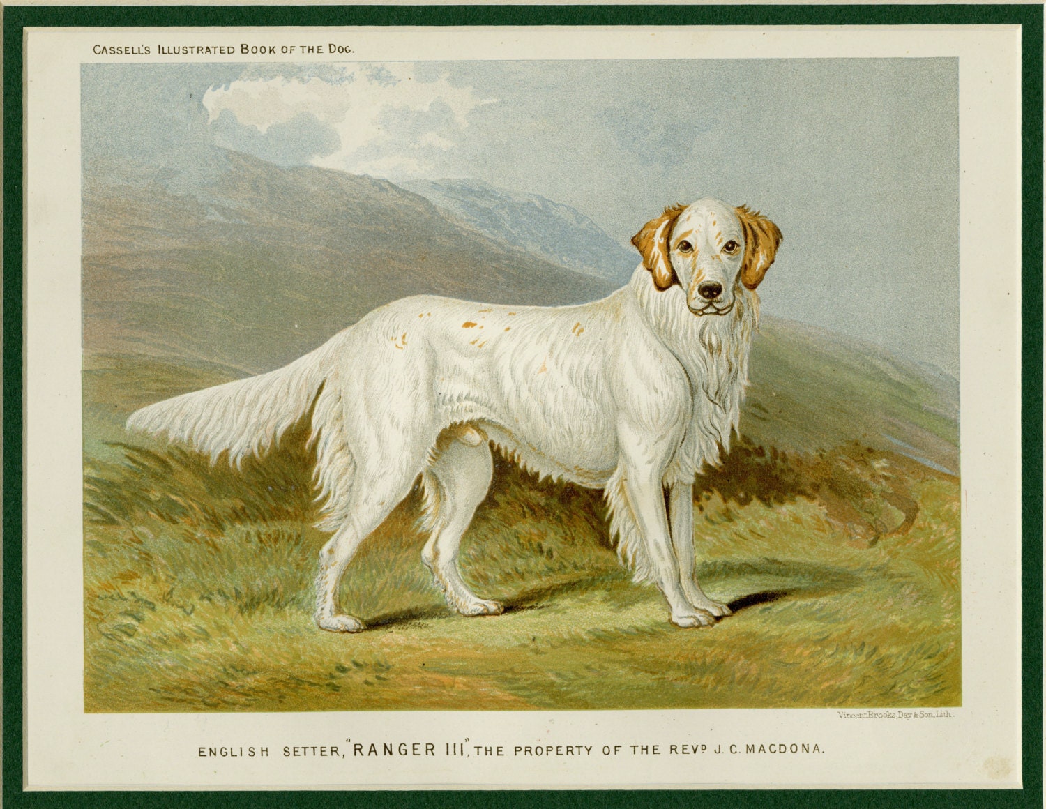 English Setter Art Print Setter Wall Art Setter Gift