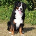 naja3dog