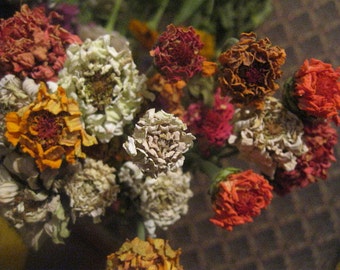 ZINNIA naturally DRiED FLOWER Bunches