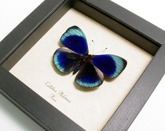 Framed Butterfly Real Callithea Philotmia Conservation Display 355