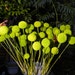 25 Spring Green Craspedia-Billy Balls-Billy Buttons-green Wedding Flowers-Bundle of 25
