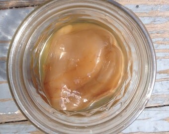 Organic Kombucha SCOBY, or Mother (without instructions)