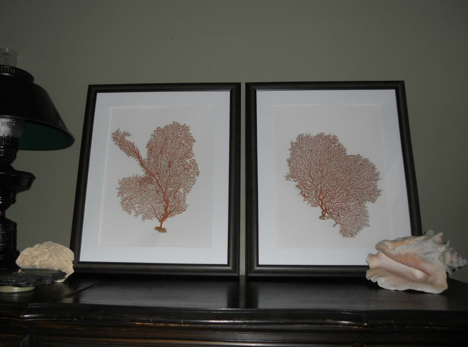 SEA FAN Framed Sea Fan Black Shadowbox art Set of 2