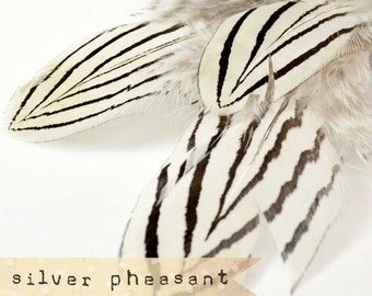 12 pcs - NATURAL - Silver Pheasant Feathers - select grade, zebra, stripes, exotic feathers