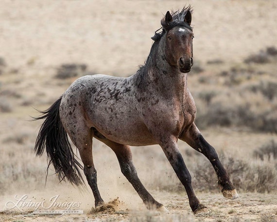 Bay Roan Stallion Runs Fine Art Wild Horse Photograph Wild