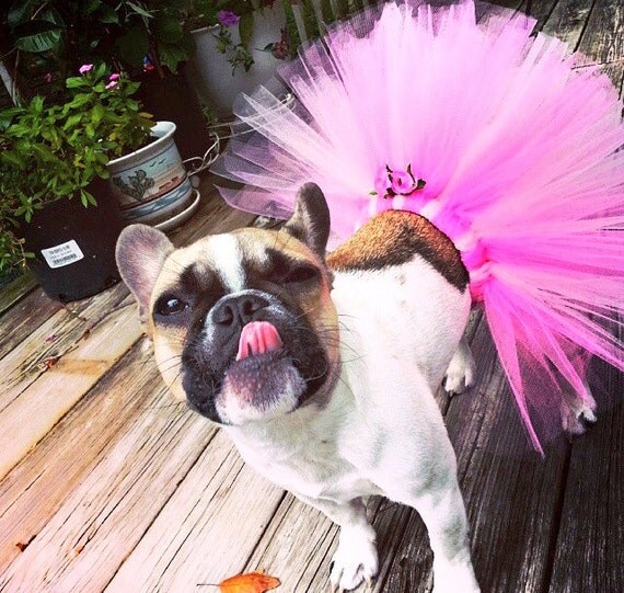 Hot Pink Dog Tutu