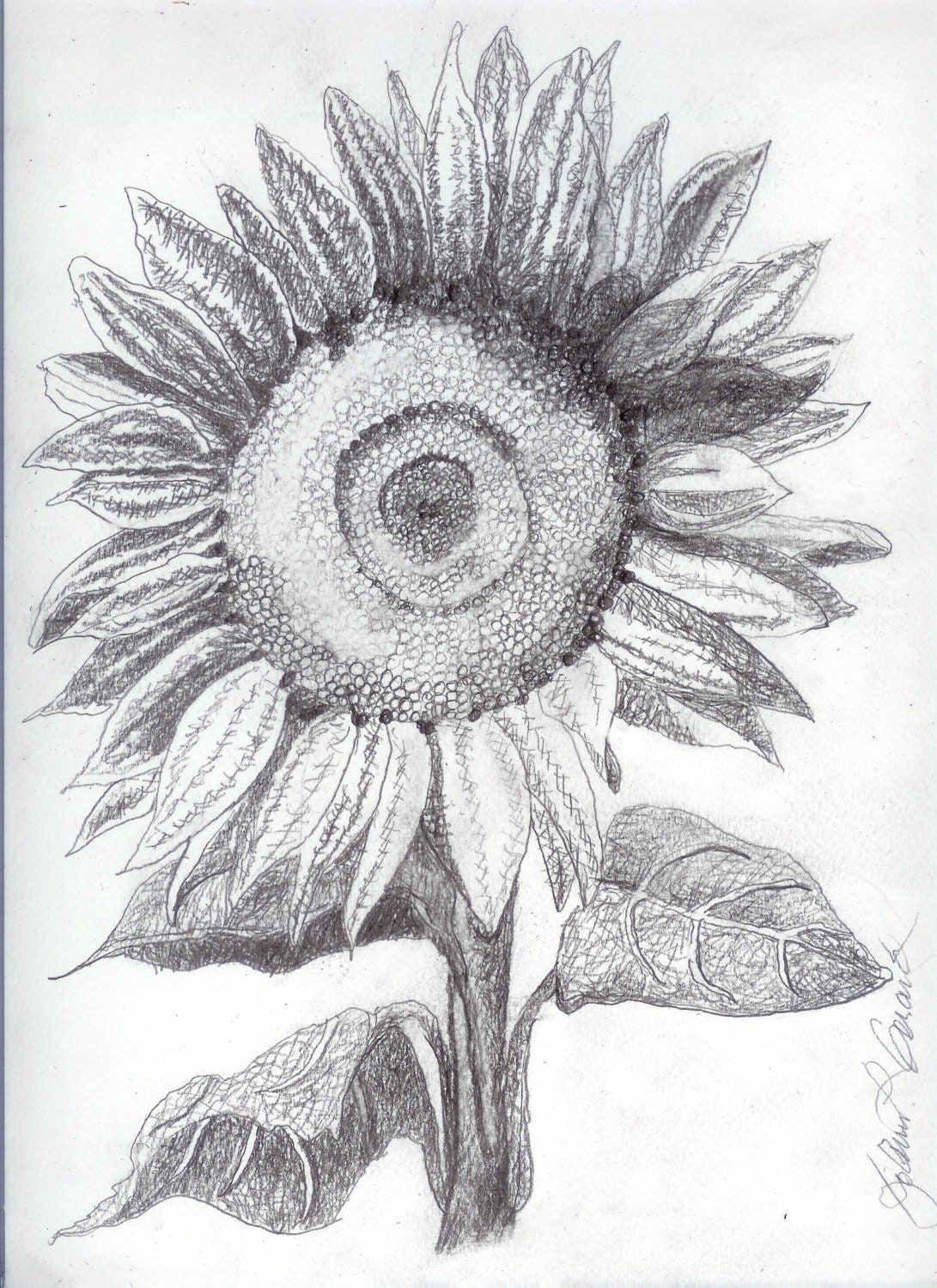 Realistic Drawings Sunflower - How to Draw a Sunflower, Realistic