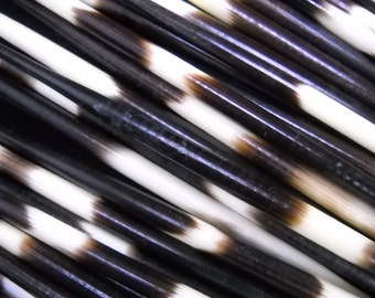 Multipack 6-8" THICK Porcupine Quills African Wholesale Bulk Needles Spines for quillwork, art projects, costumes,etc
