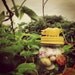 Lemon Yellow Lucky Pig Treasure Jar