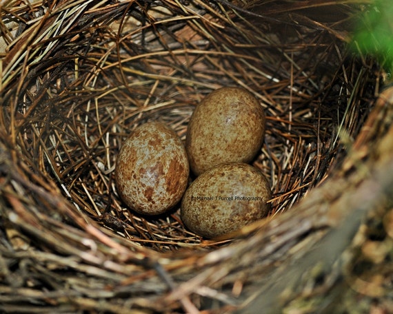 items-similar-to-red-cardinal-eggs-fine-art-print-matted-8x10-nature