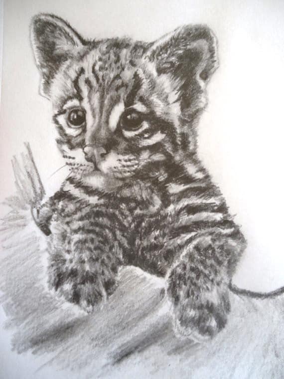 Items similar to Baby Tiger Tiger cub Tiger Portrait Drawing WWF 