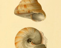 Popular items for vintage seashell art on Etsy