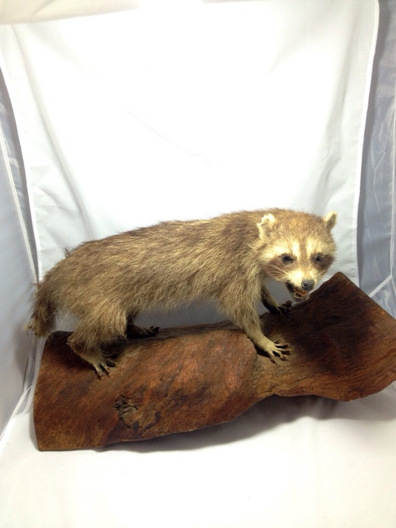 taxidermy raccoon for sale