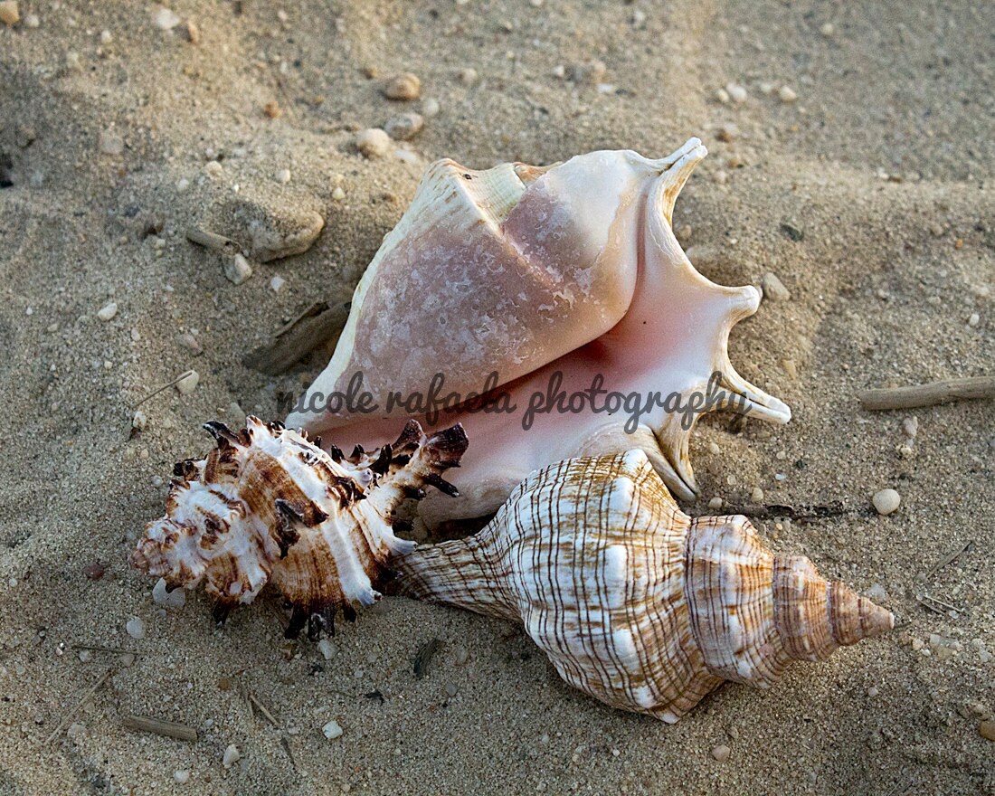 DIGITAL File Large Ocean Sea shells and by NicoleRafaelaDesigns
