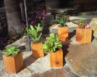 Beautiful miniature redwood succulent planters 5 in 1 set!