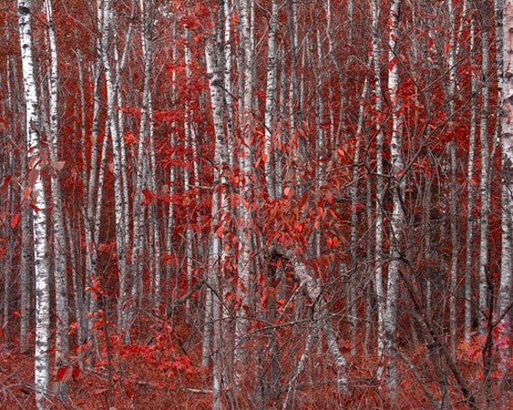 Items Similar To Birch Tree Photo, Michigan Fall Colors Red Purple