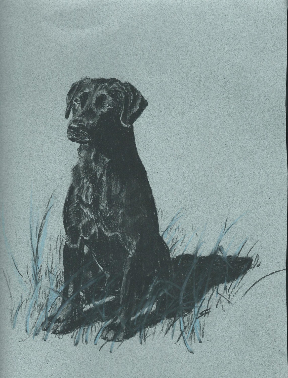 Labrador Retriever Charcoal Drawing 8 by 10