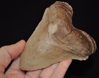 Fossil Soap: Megalodon Shark Tooth, glycerin based soap, choose your scent