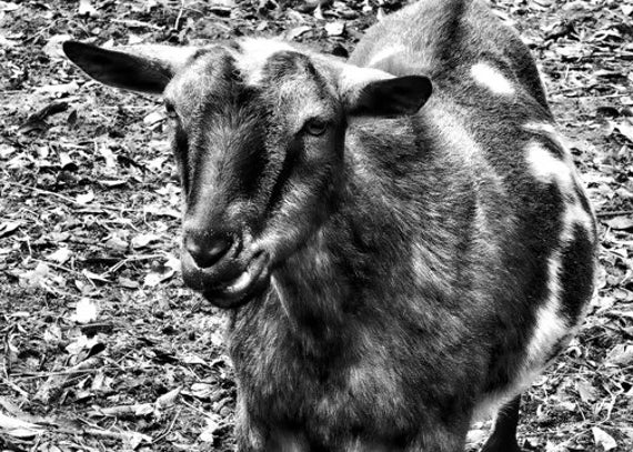 Goat sentence easy image