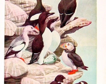 Black Guillemot, Pomarine Jaeger - Bird Print - 1936 Vintage Book Page