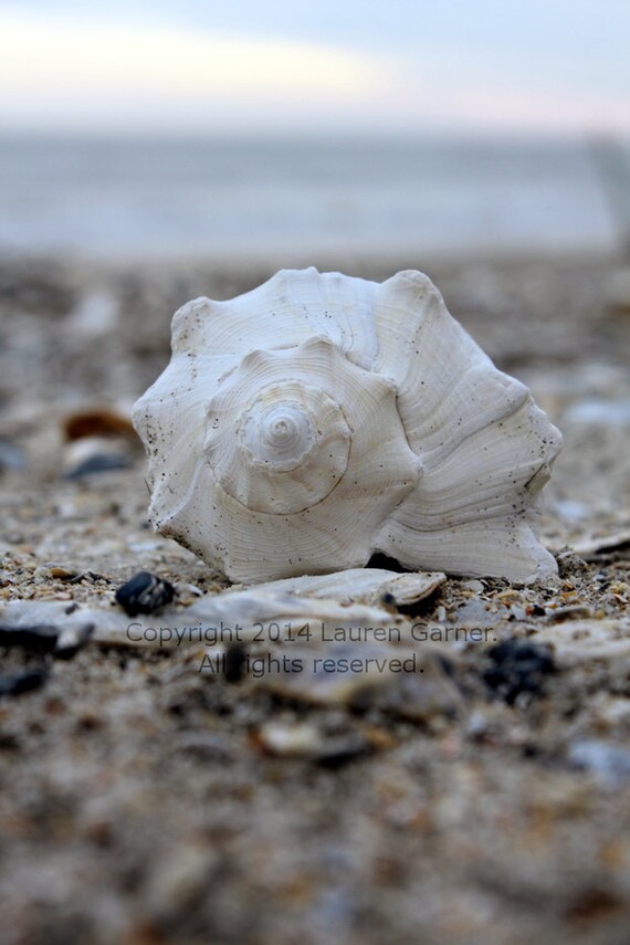 Beach White Shell Conch Whelk Welk Botany Bay Edisto SC