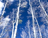 Aspen Trees Aspens Winter Blue Trees Forest 16x24 Colorado Rocky Mountains Rustic Cabin Lodge Photograph