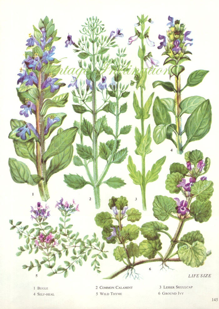 HERBS wild thyme Vintage Botanical Print Antique plant print
