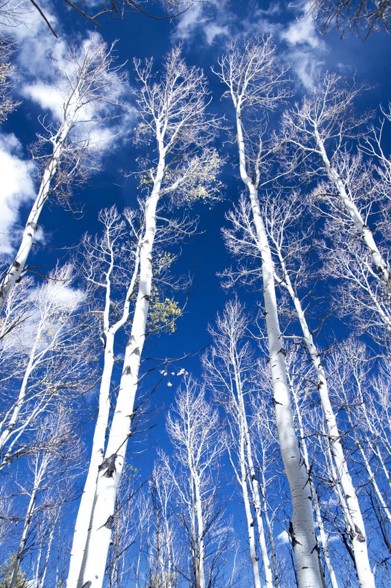 Aspen Trees Aspens Winter Blue Trees by TheForestsEdgePhotos