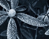 Frosted Flower Photography, Blue Home Decor, Ice, Frost, Winter Wall Art, Fine Art, Nature Photo, Macro, Midnight Blue - A Touch of Frost Frosted Flower Photography, Blue Home Decor, Ice, Frost, Winter Wall Art, Fine Art, Nature Photo, Macro, Midnight Blue - A Touch of Frost