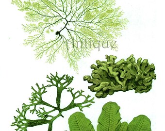 Green Seaweed antique prints flower art print botanical print vintage ...