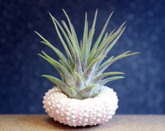 itsy bitsy garden // air plant // sea urchin // tillandsia // by robincharlotte