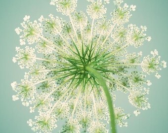Flower Photography, Queen Anne's Lace, Botanical Print, Teal, Aqua, Summer, Fine Art Print, Nature Photography