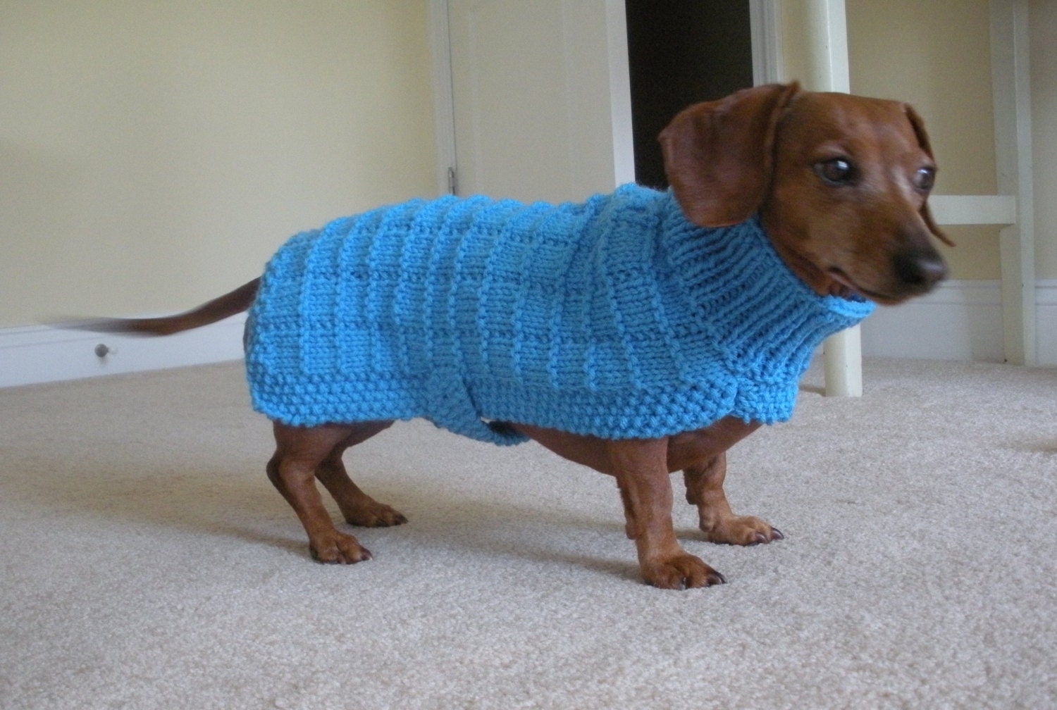 Simple Sweater Pattern For Mini Dachshund, Doxie, Dachshund, Knitted 107