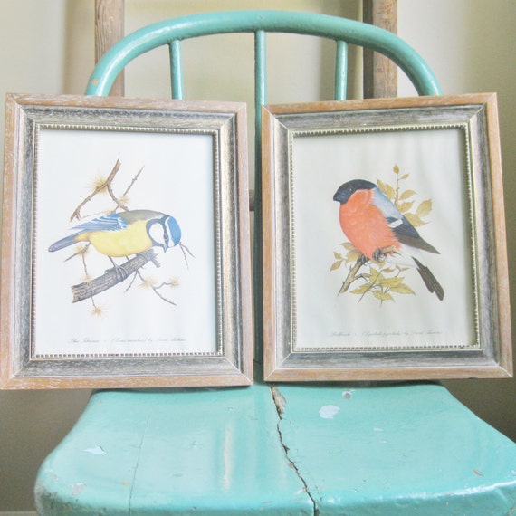 Vintage Framed Bird Prints David Andrews Blue Titmose and