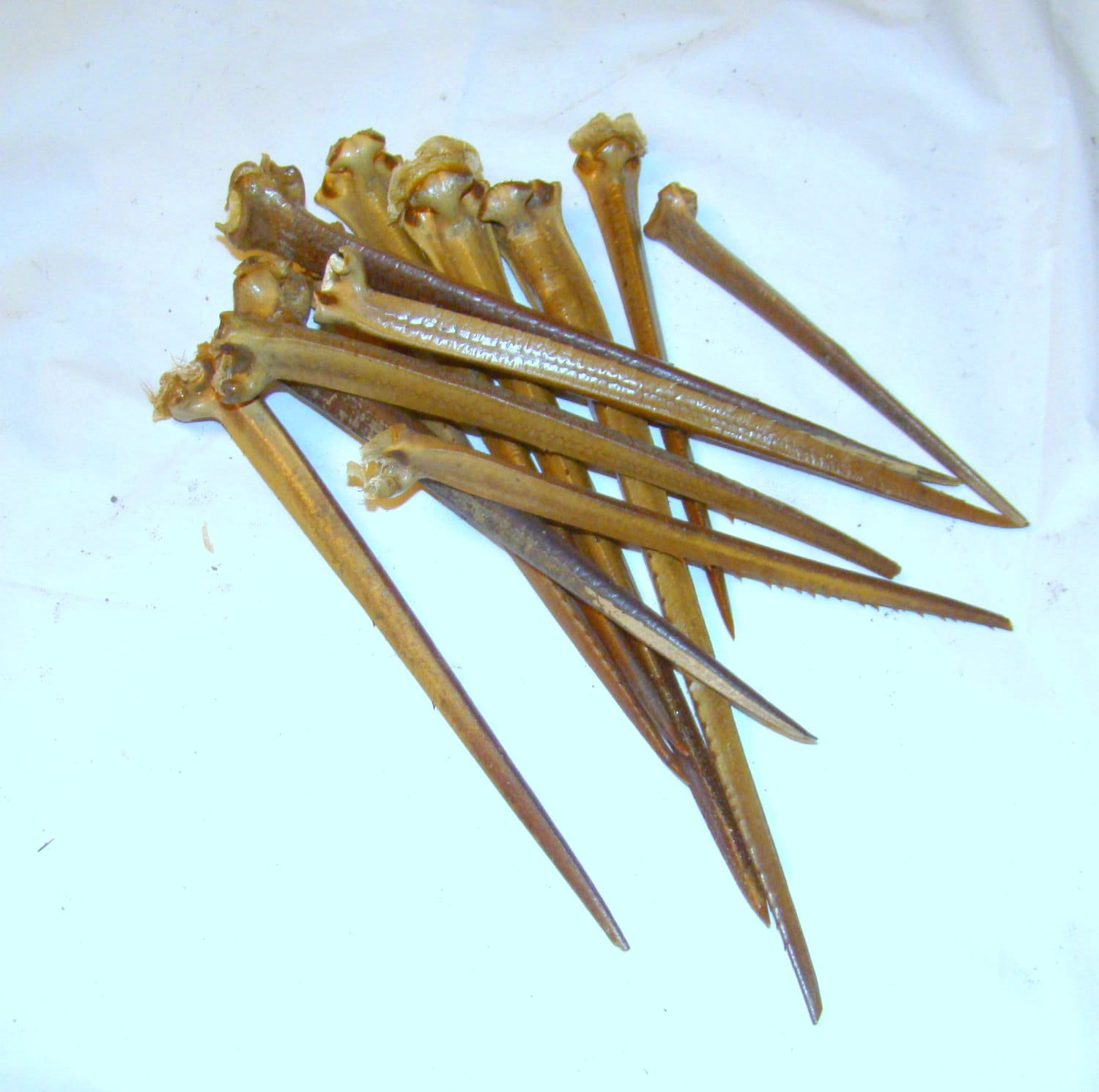 HORSESHOE CRAB TAILS Lot of 6 / for crafts decor or any