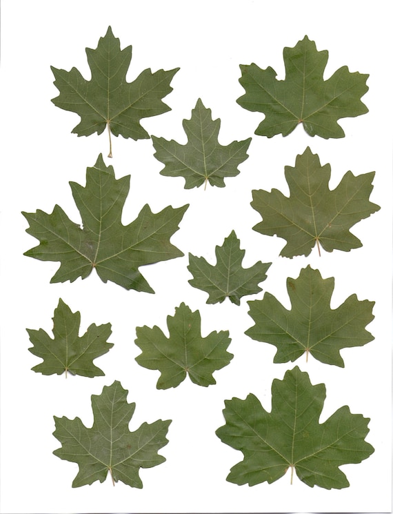 clipart green maple leaf - photo #43