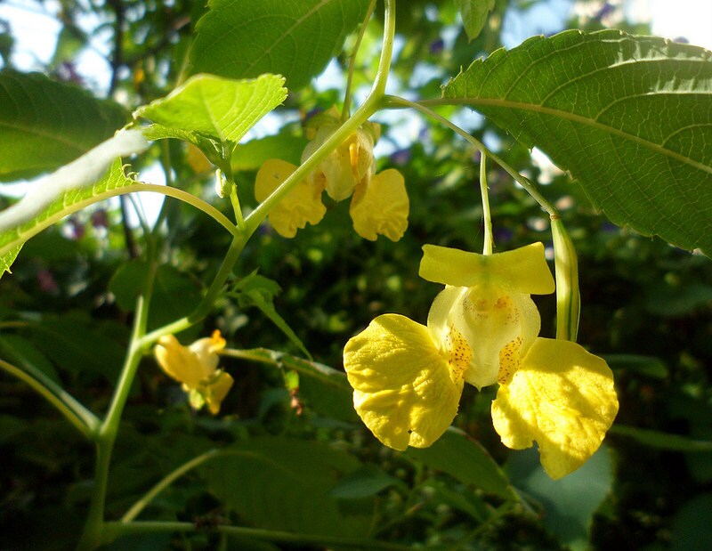 Jewelweed Seeds 25 Seeds Impatiens Pallida Shade Plant