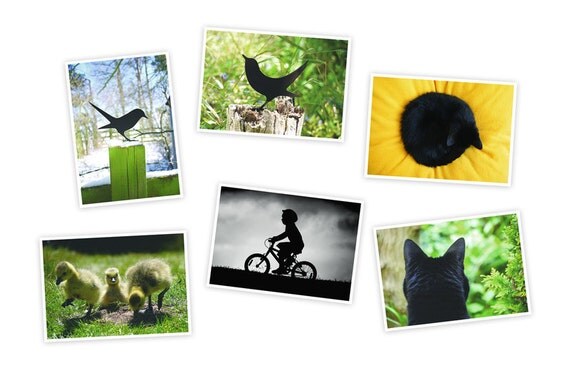 Art Postcards 6 Card Pack of birds, cats and storm boy